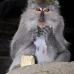 monkey_macaque_balinese_mf_ubud_v_0924_bal4639.jpg